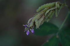 Desmodium heterocarpon var. heterocarpon